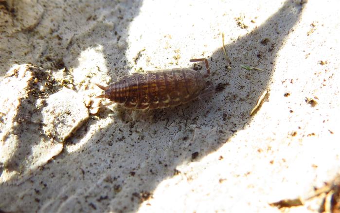 Another Isopoda for ID:  Chaetophiloscia sp. (Philosciidae)